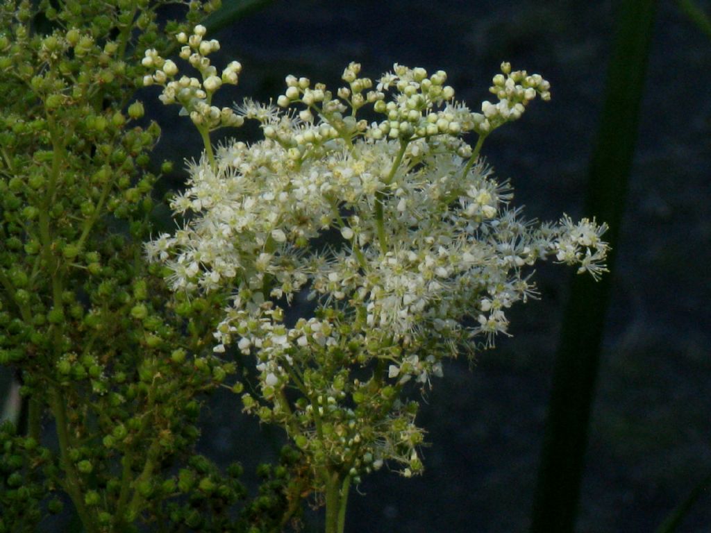 Filipendula ulmaria (Rosaceae)