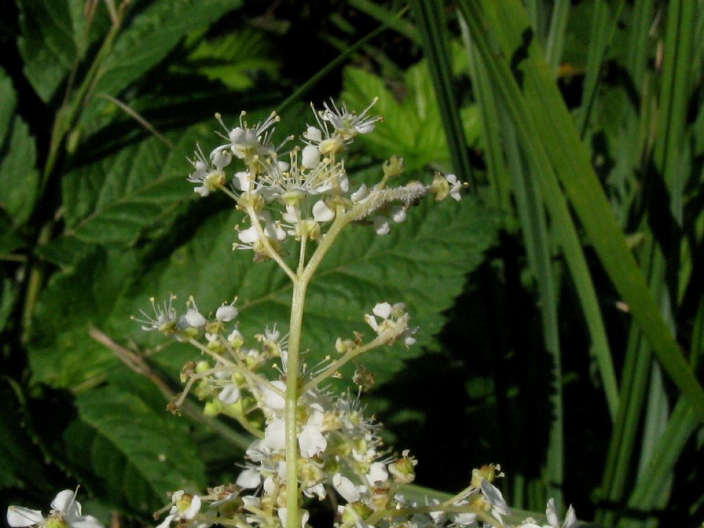 Filipendula ulmaria (Rosaceae)
