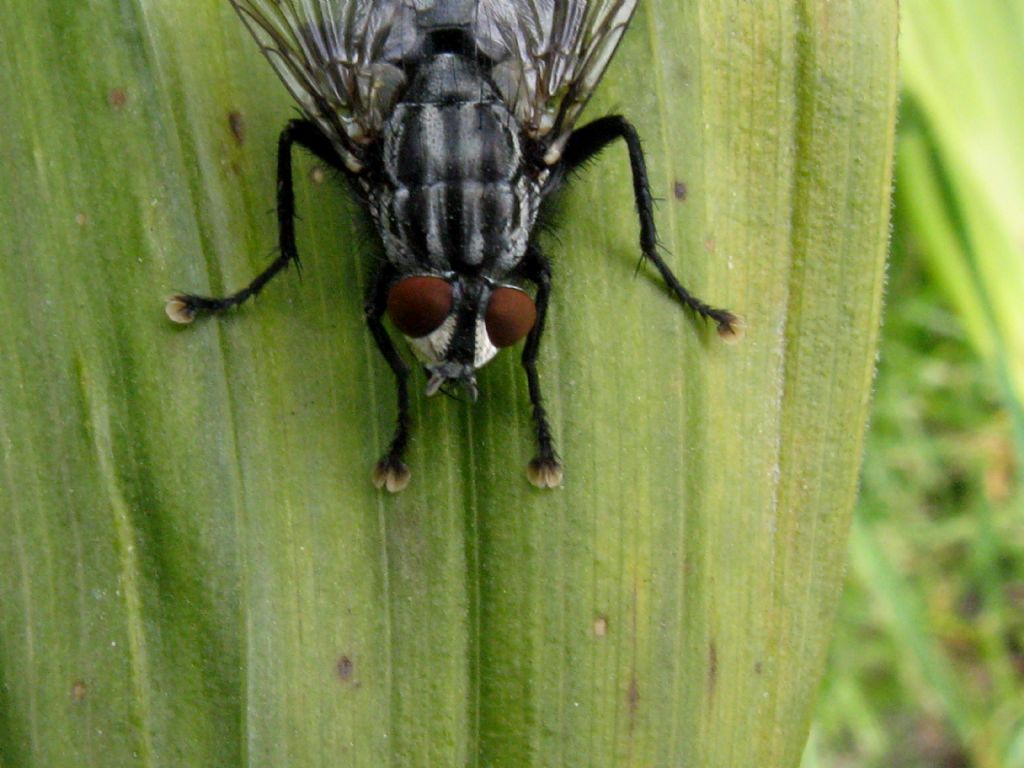 Muscidae...?  No, Sarcophagidae: Sarcophaga sp.