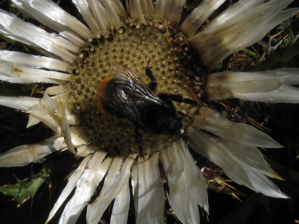 Bombo...? S, Bombus sp.