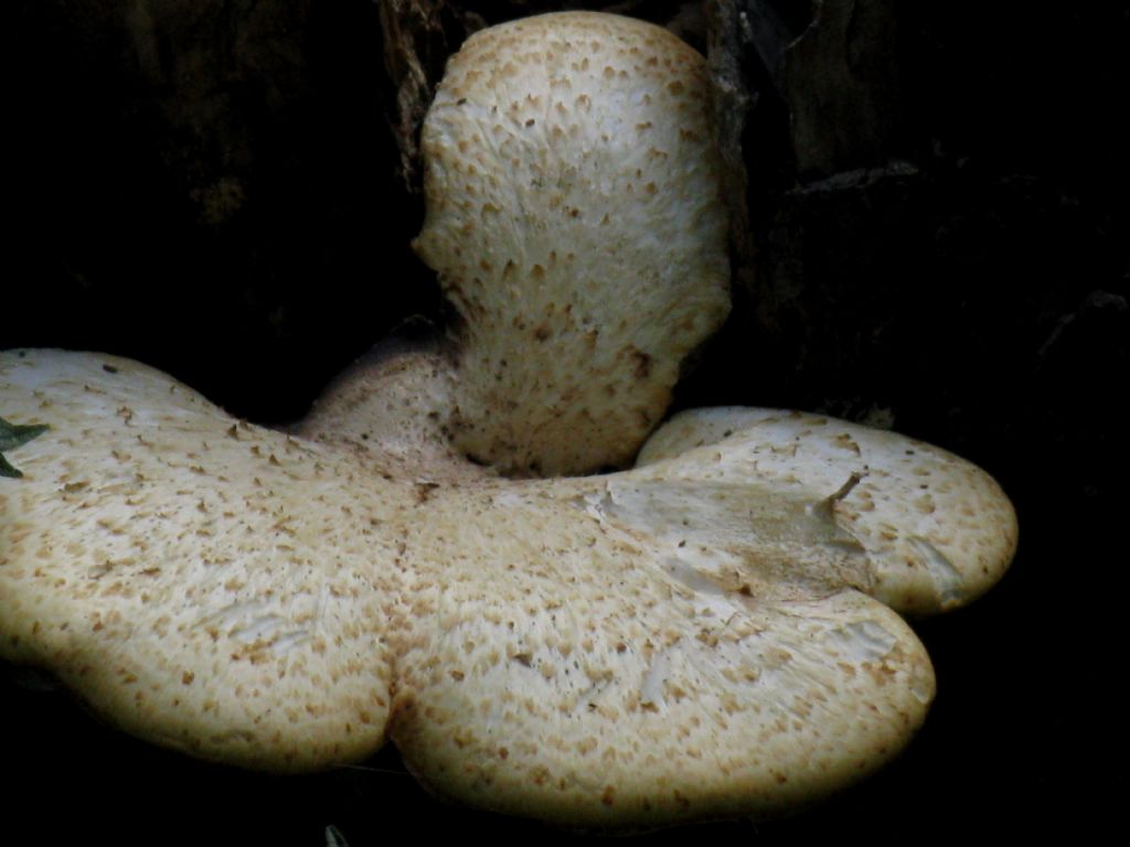 Polyporus squamosus?