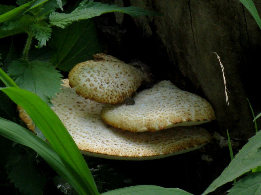 Polyporus squamosus?