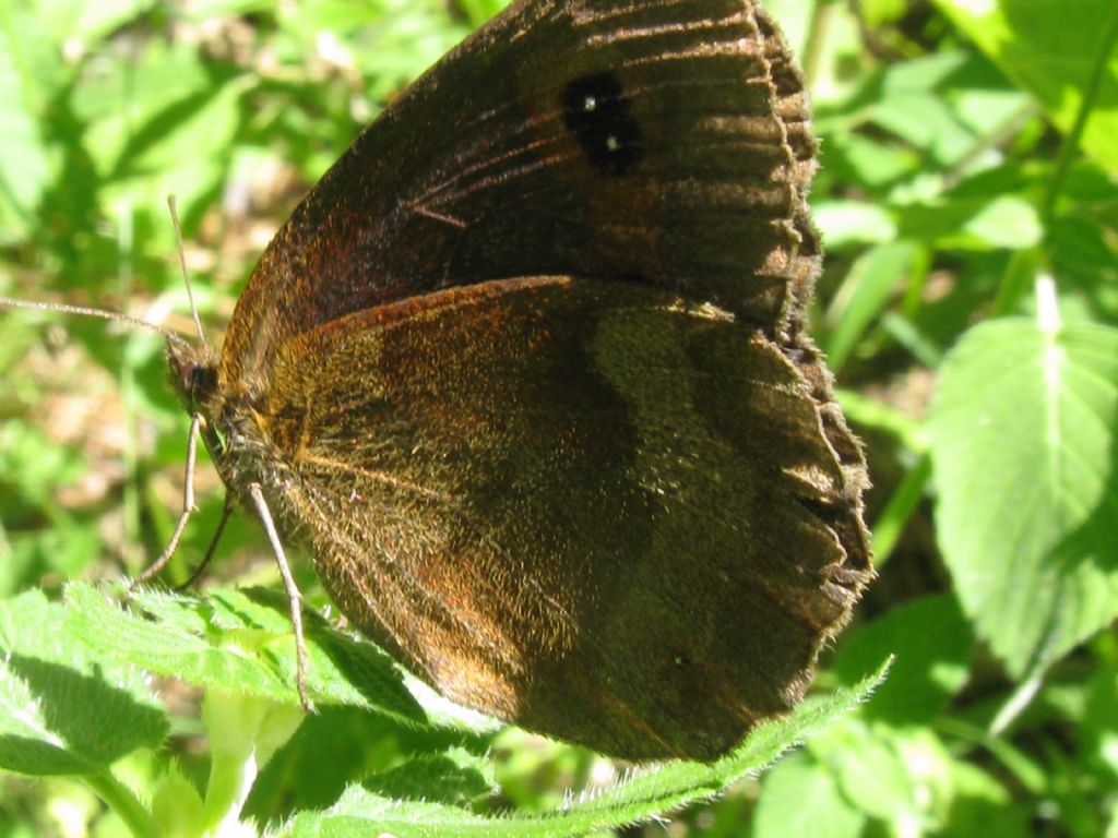 Erebia euryale? M o F?  Erebia aethiops M & F