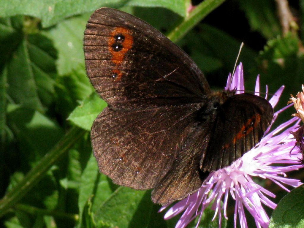 Erebia euryale? M o F?  Erebia aethiops M & F