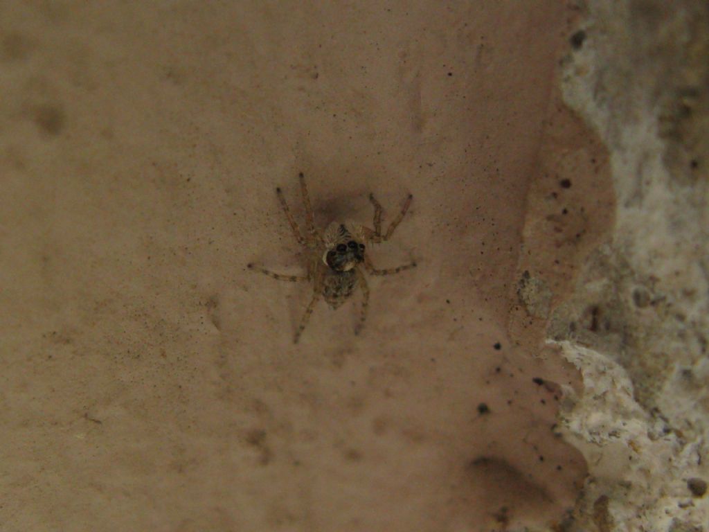 Salticidae: Menemerus semilimbatus, femmina