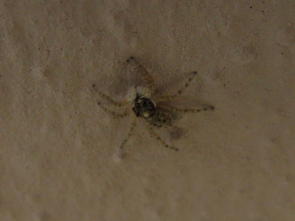 Salticidae: Menemerus semilimbatus, femmina