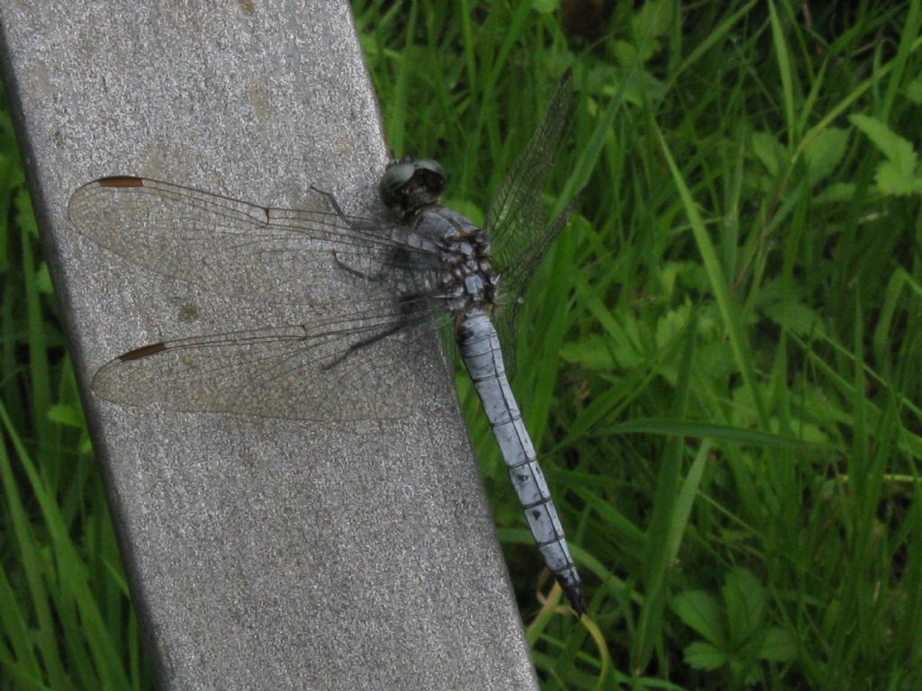 Orthetrum coerulescens? S, maschio