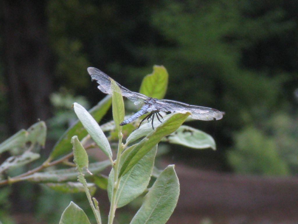 Orthetrum brunneum ? 2