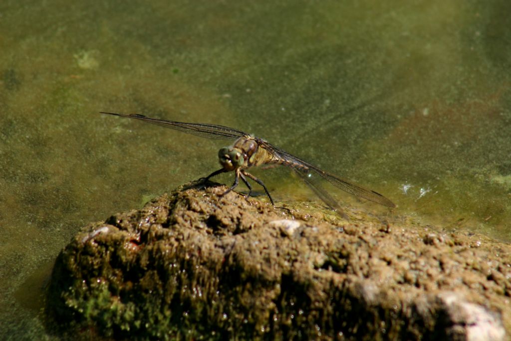 Orthetrum cancellatum femmina?  S