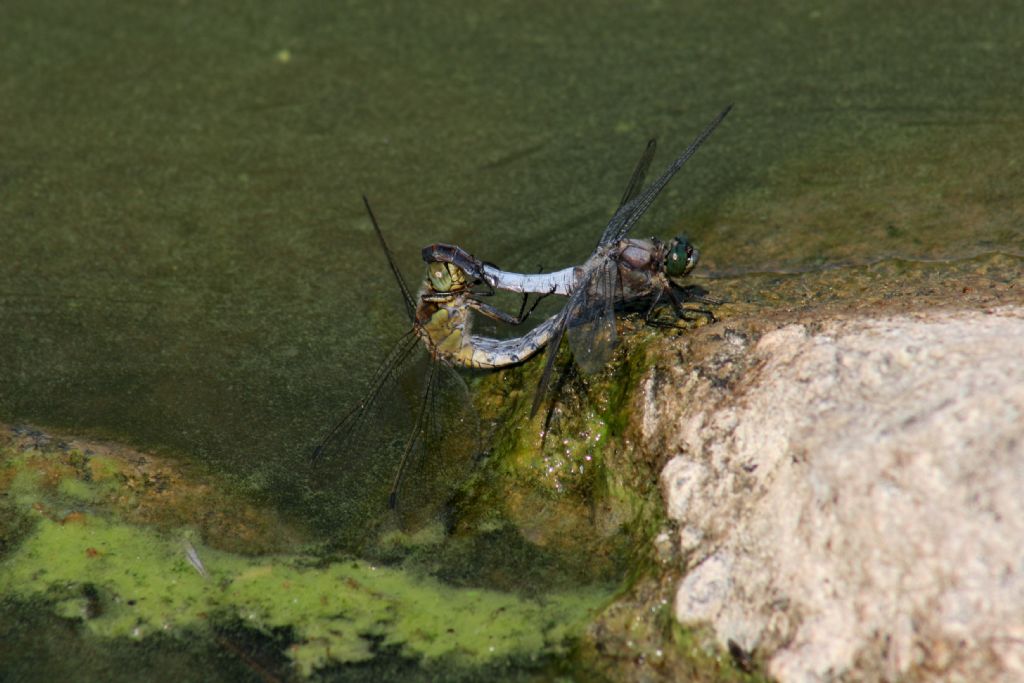 Copula di Orthetrum cancellatum?  S