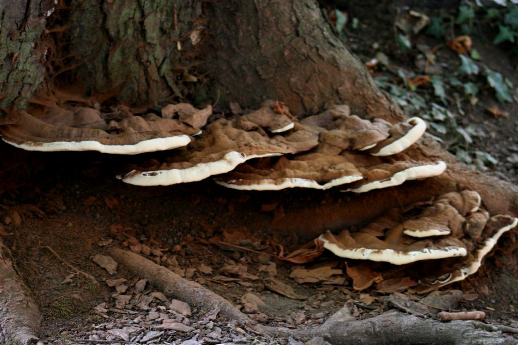 Ganoderma   ?