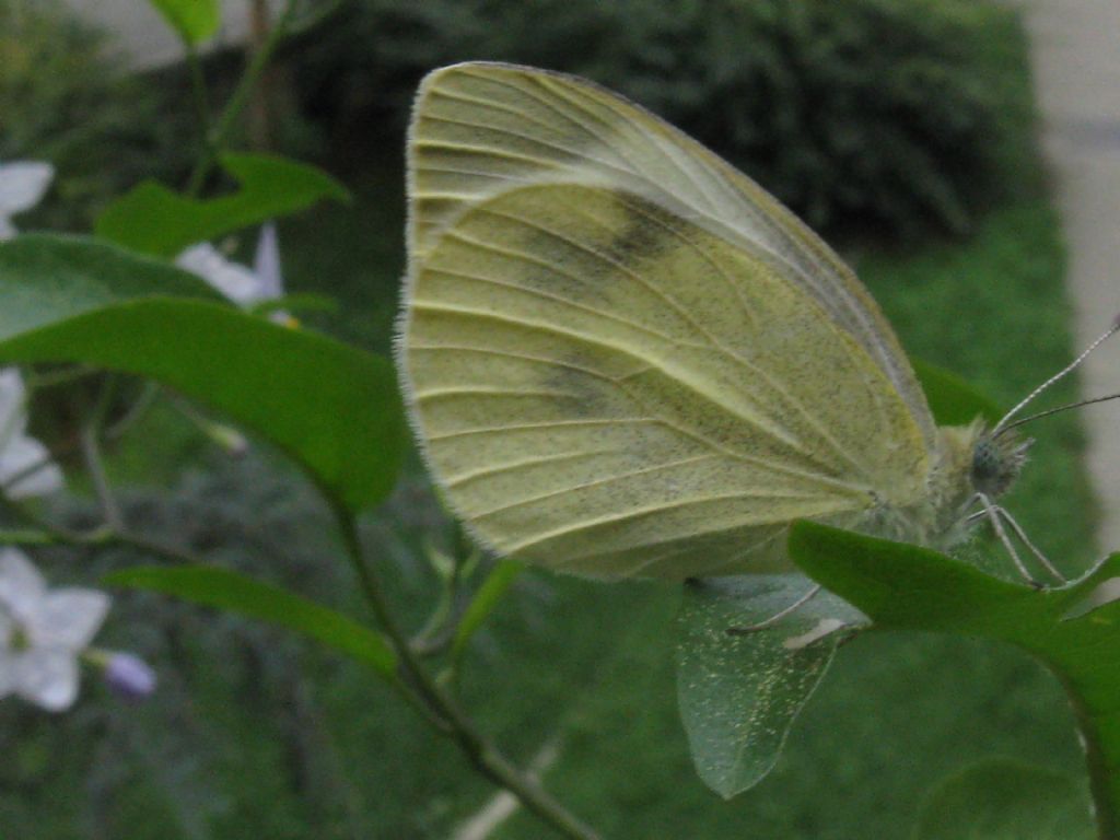 Pieris brassicae?