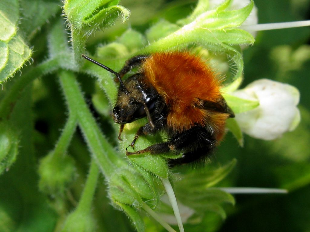 Apidae: femmina di Bombus pascuorum
