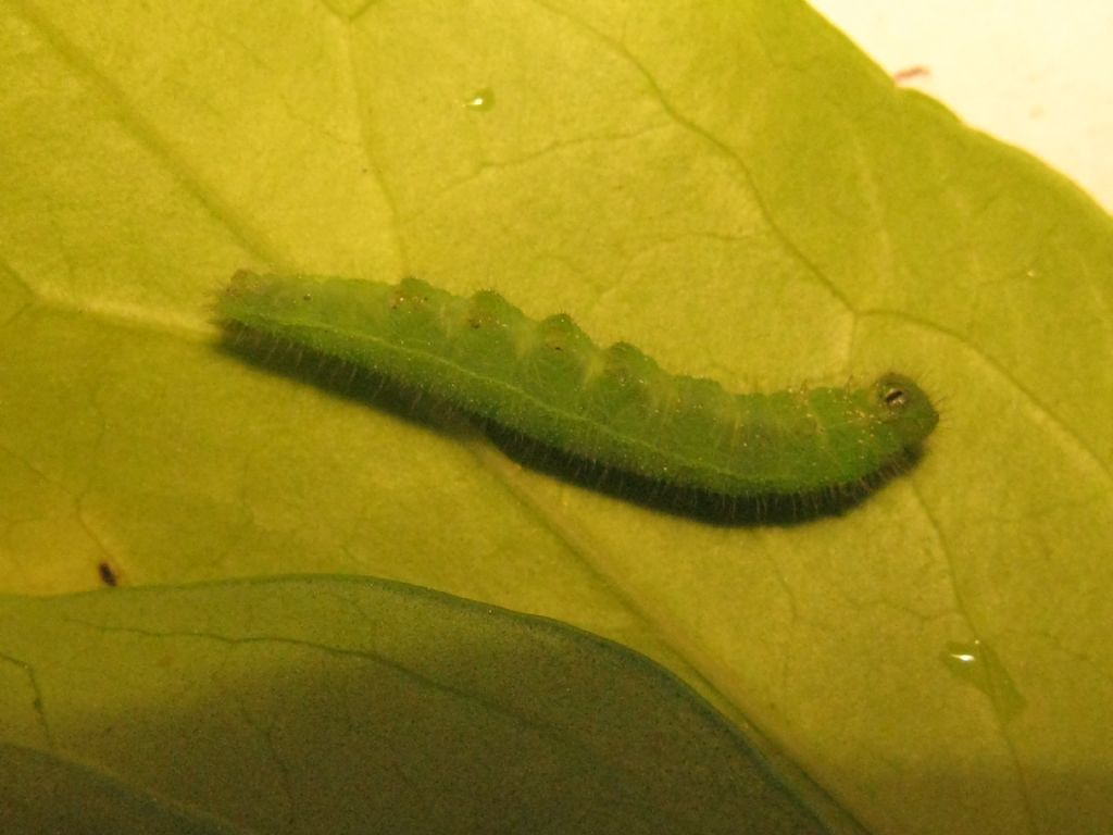 Bruco di Nymphalidae Satyrinae