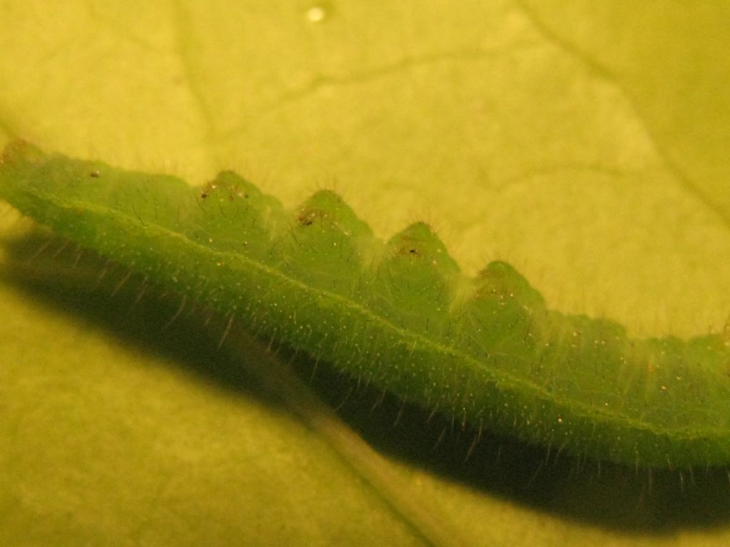 Bruco di Nymphalidae Satyrinae