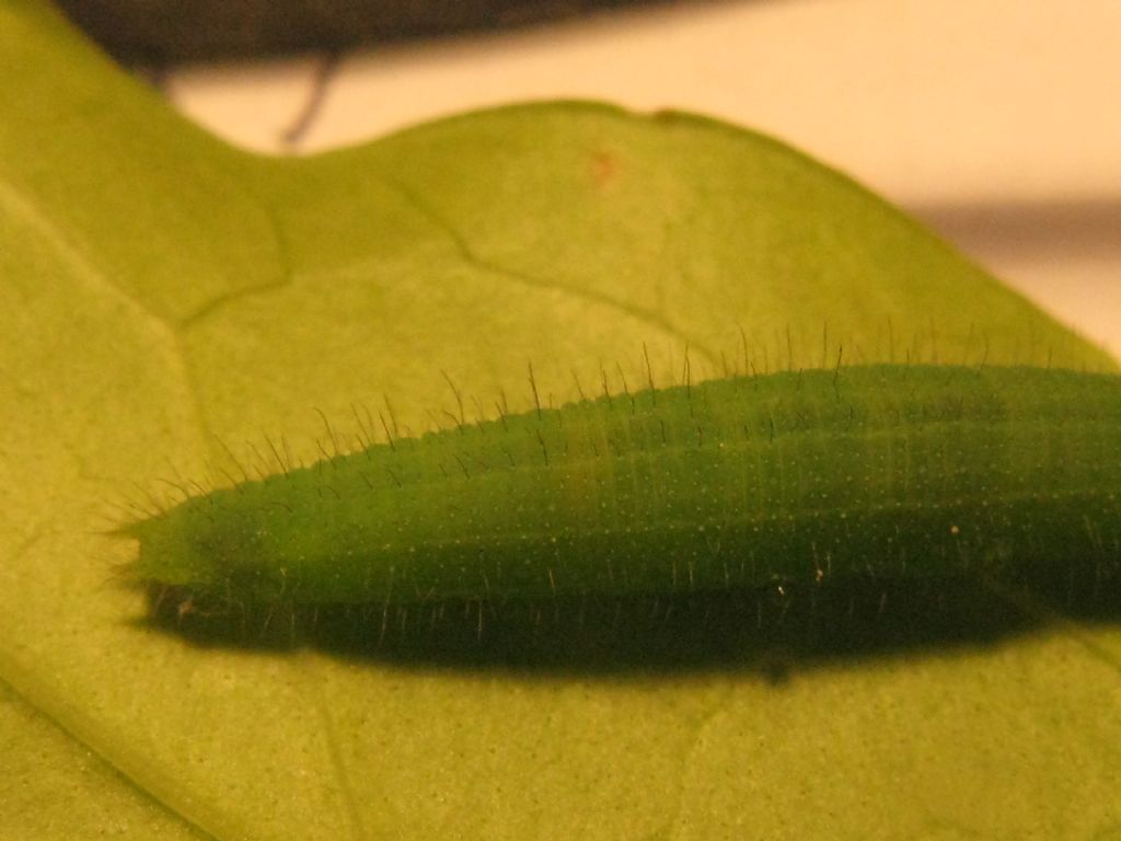 Bruco di Nymphalidae Satyrinae