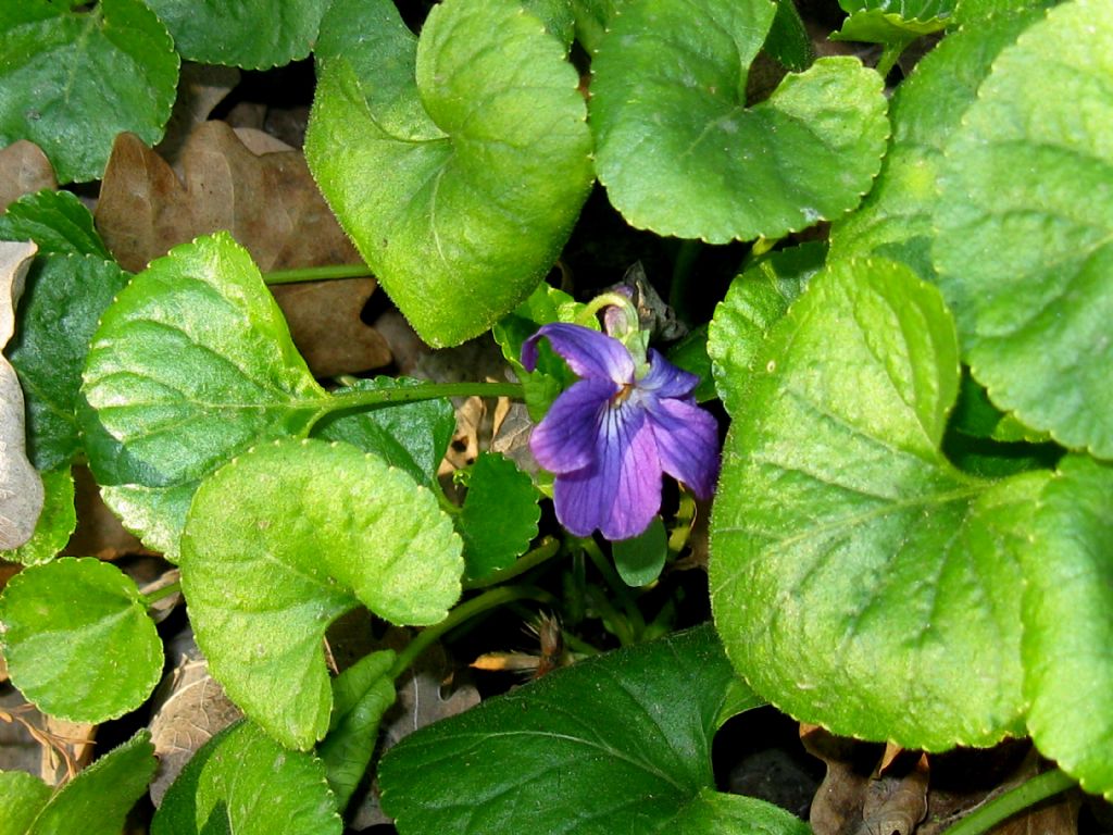 Viola odorata?