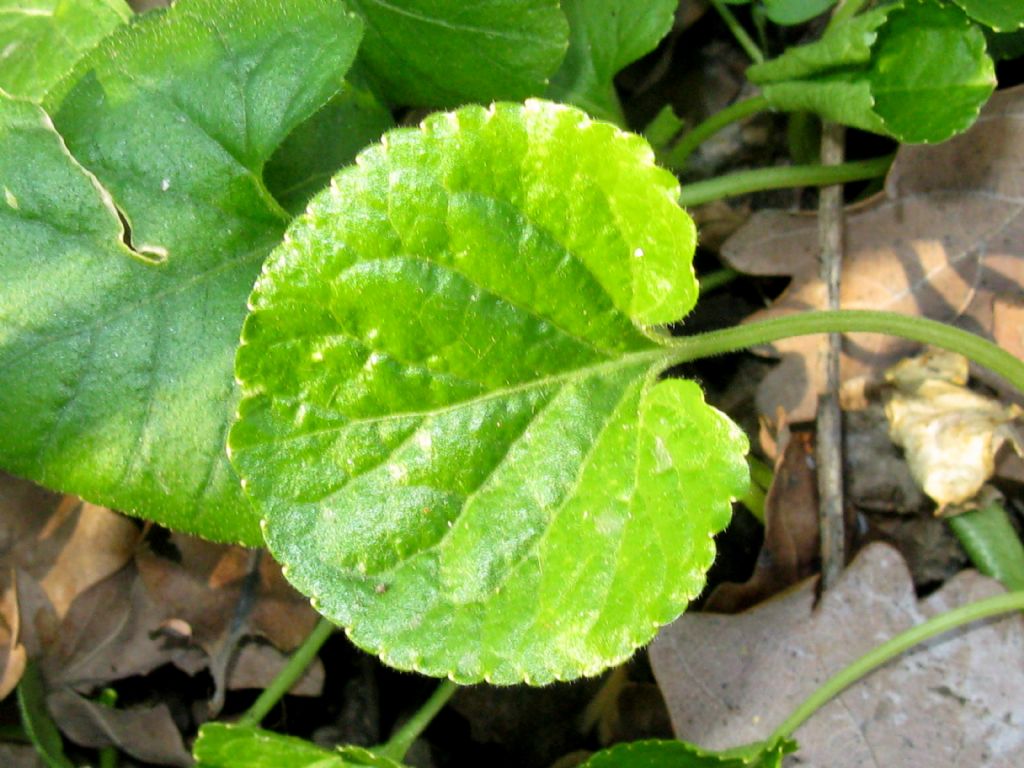 Viola odorata?