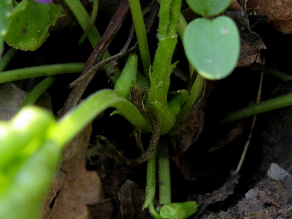 Viola odorata?