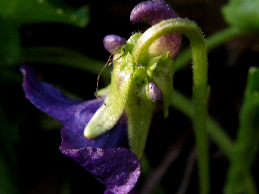 Viola odorata?