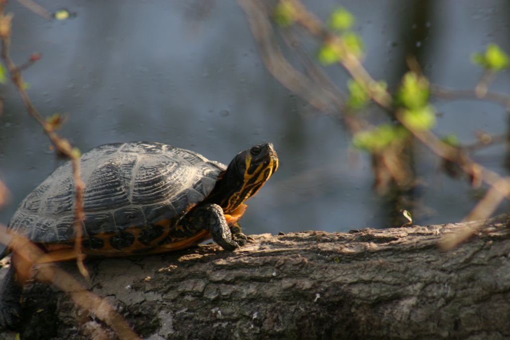 Trachemys scripta scripta?