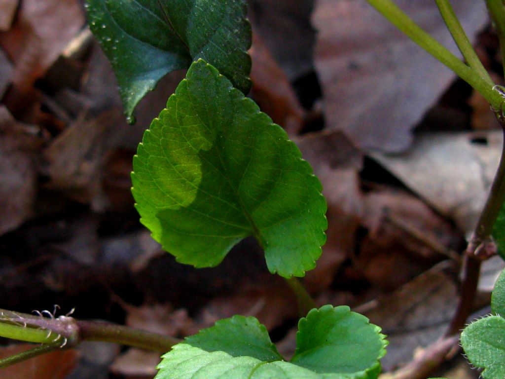 Viola reichenbachiana?