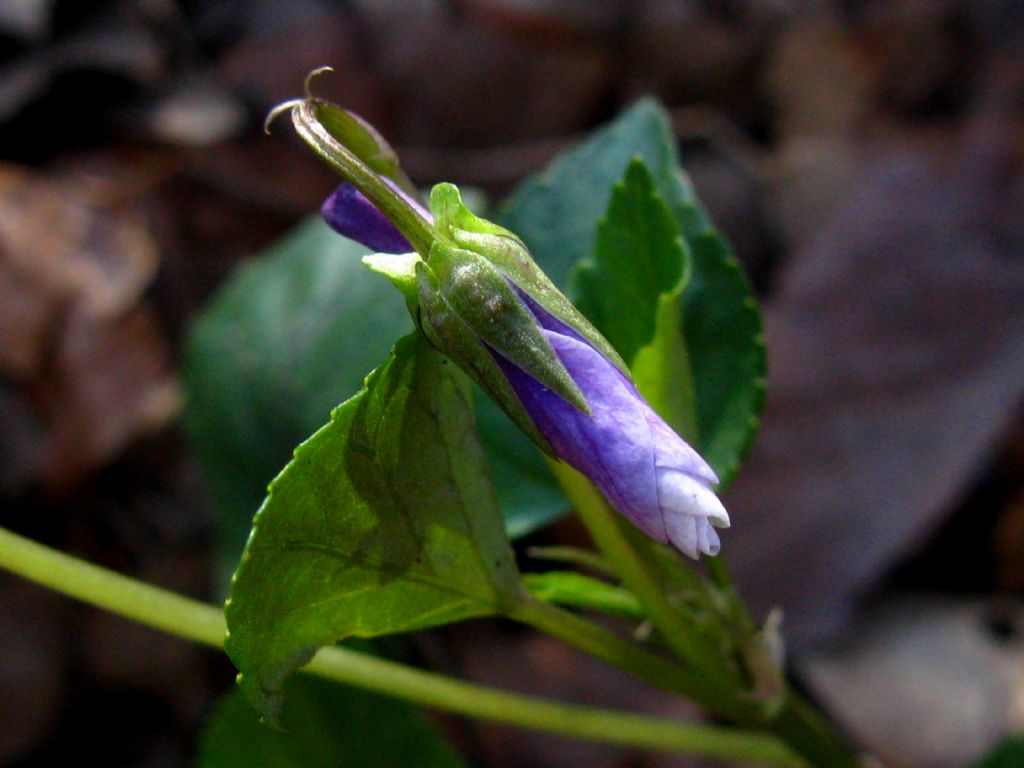 Viola reichenbachiana?