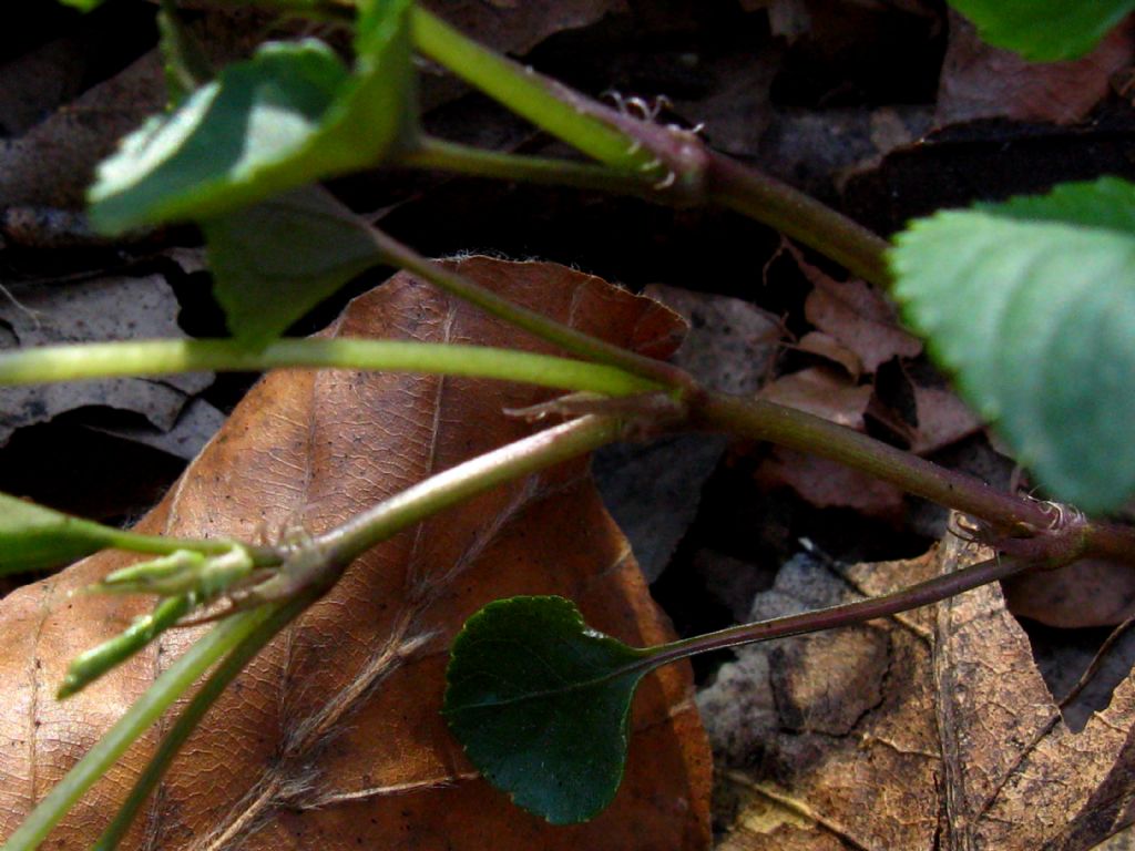 Viola reichenbachiana?