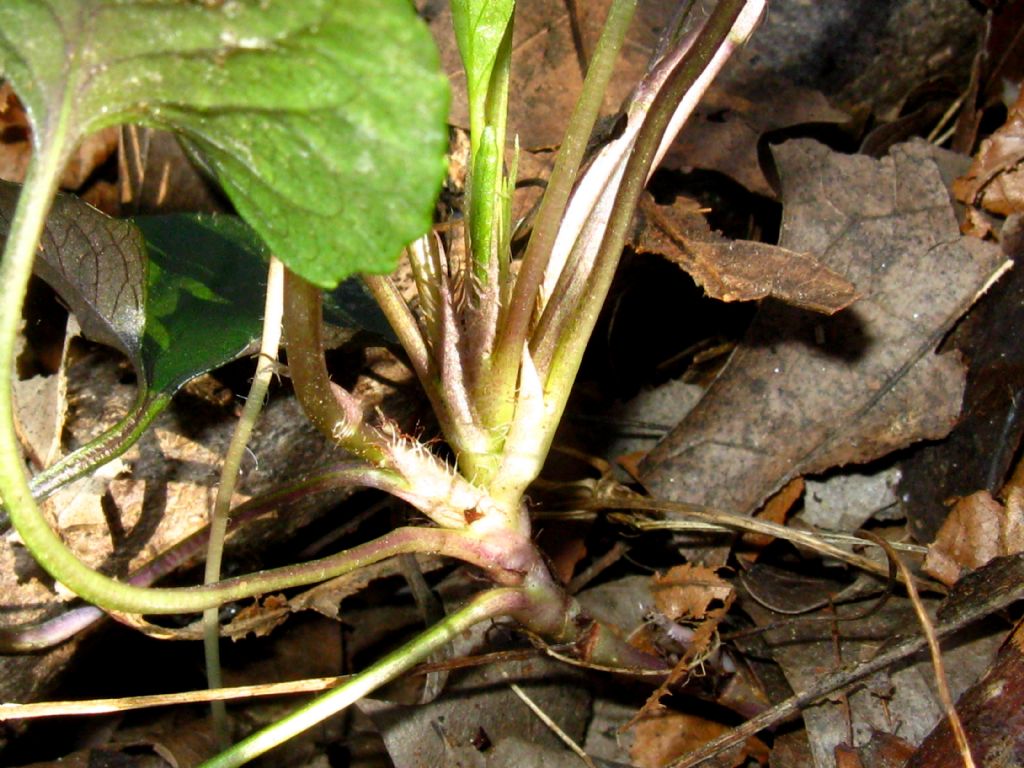 Viola reichenbachiana?