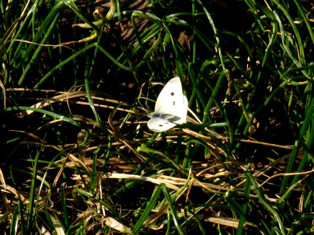 Pieris rapae?