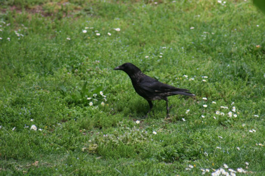 Corvo o Cornacchia nera?