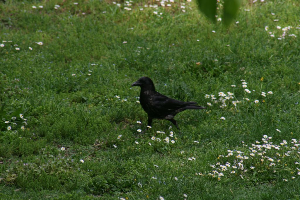 Corvo o Cornacchia nera?