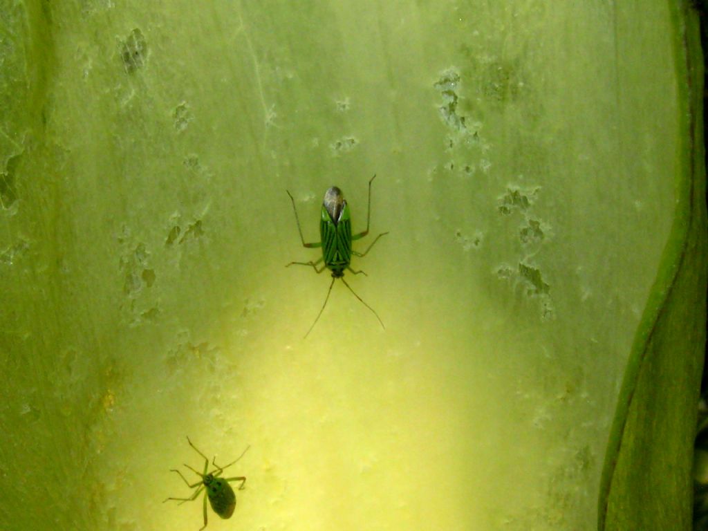 Calocoris striatellus? No, Mermitelocerus schmidti