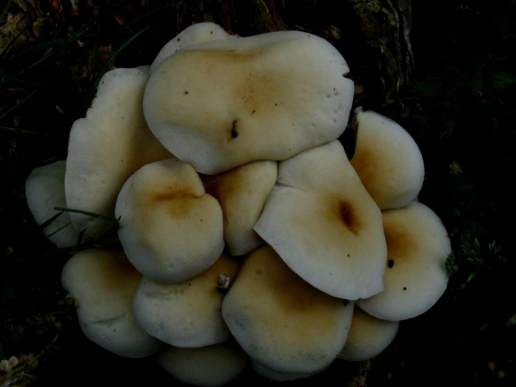 Hypholoma fasciculare?