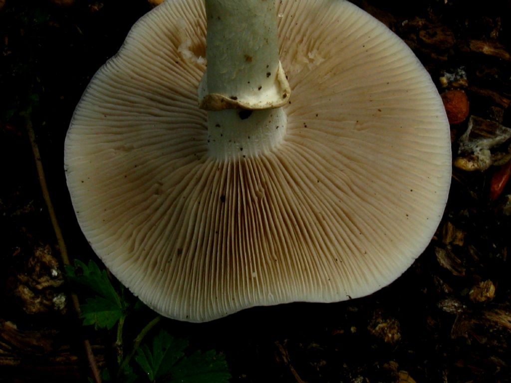 Hypholoma fasciculare?