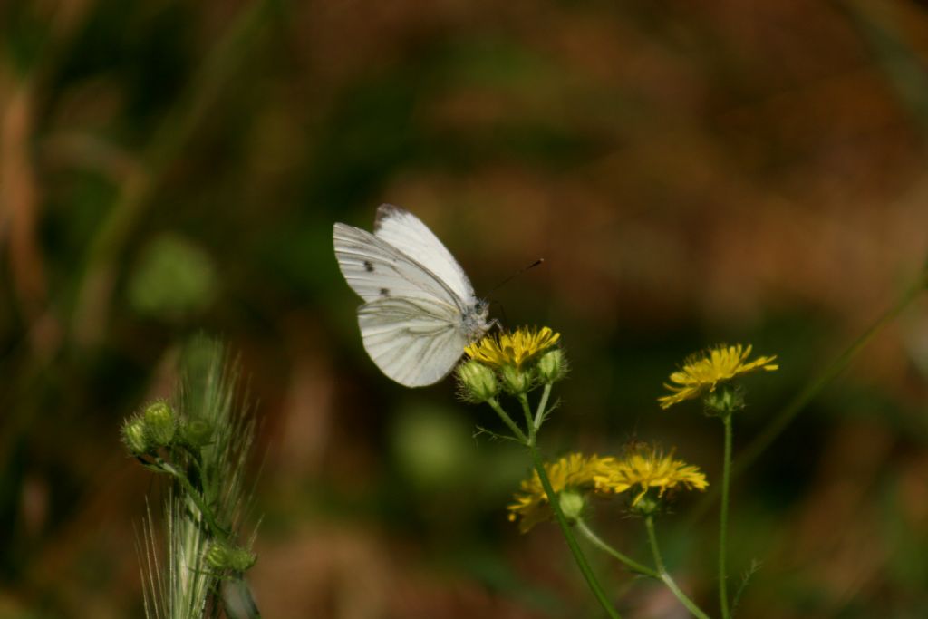 Pieris napi femmina?