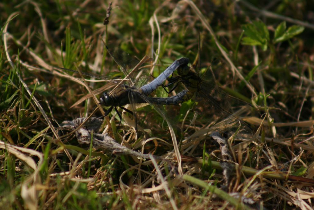 Orthetrum cancellatum? - S