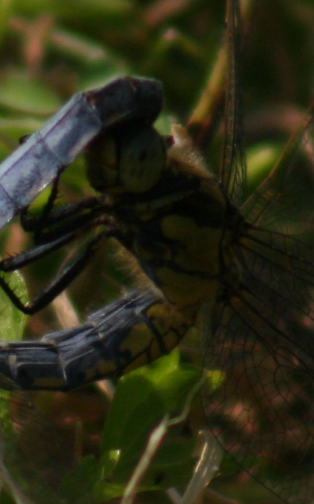 Orthetrum cancellatum? - S