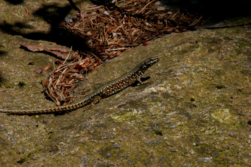 Podarcis muralis maschio?