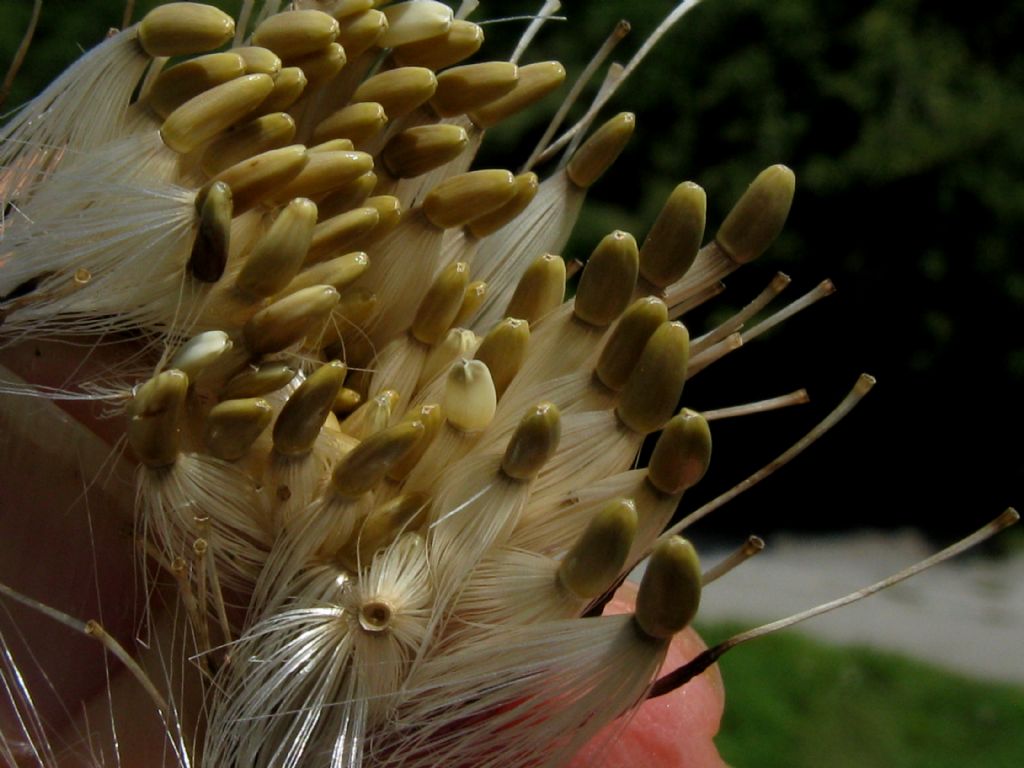 Semi di Cirsium eriophorum?