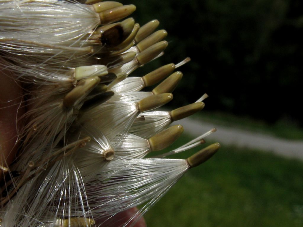 Semi di Cirsium eriophorum?