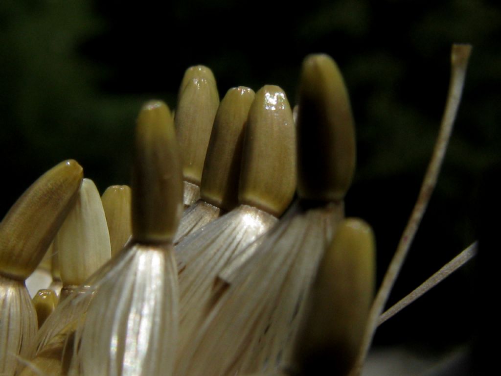 Semi di Cirsium eriophorum?