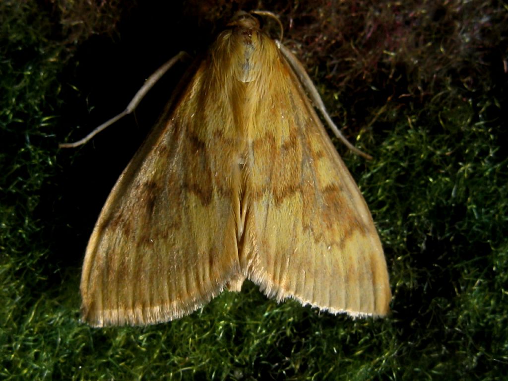 Ostrinia nubilalis?