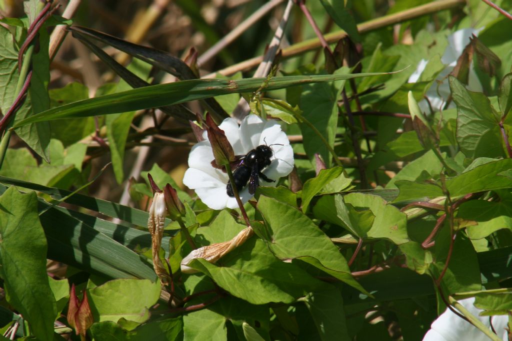 Apidae: Xylocopa violacea? Xilocopa sp.