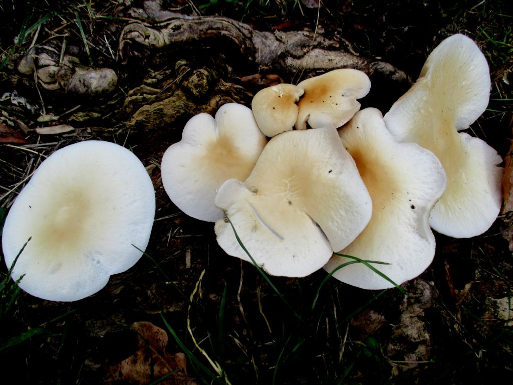 Cyclocybe aegerita?