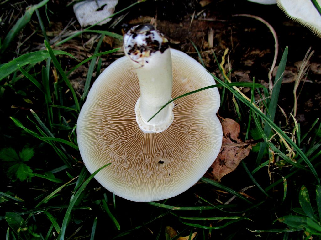 Cyclocybe aegerita?