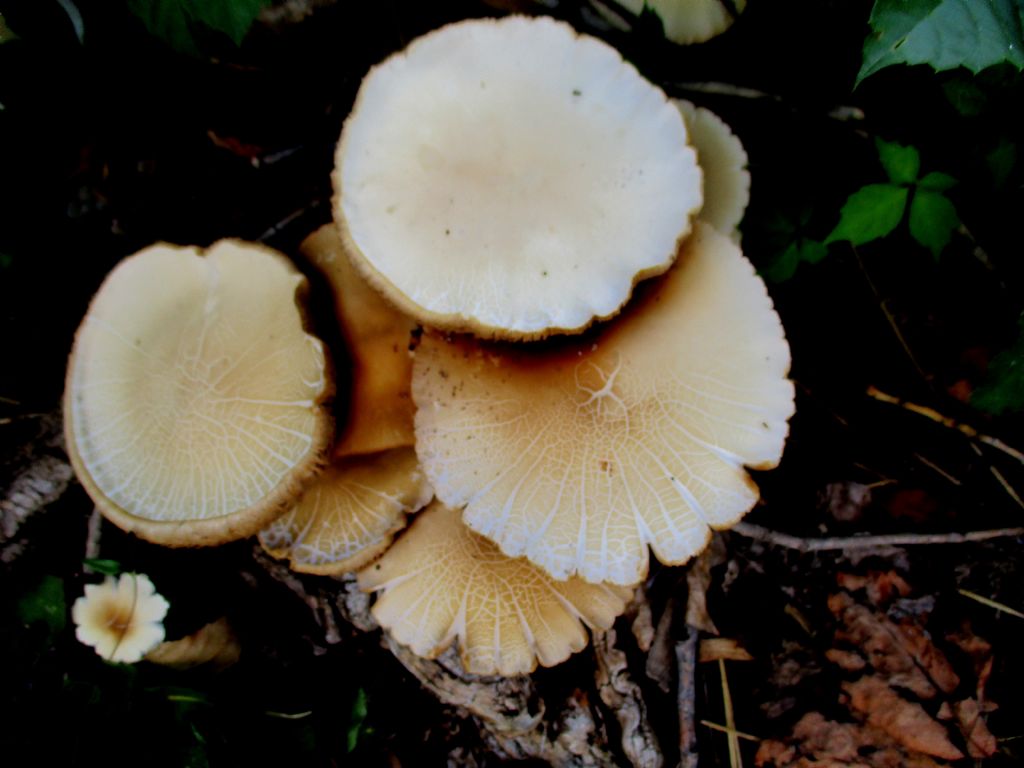 Cyclocybe aegerita?