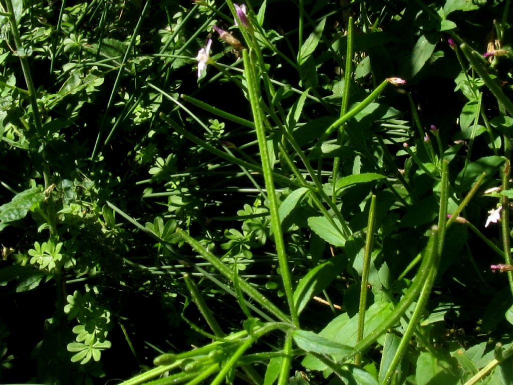 Epilobium montanum?