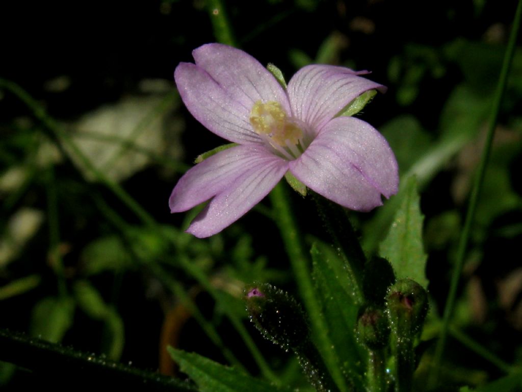 Epilobium montanum?