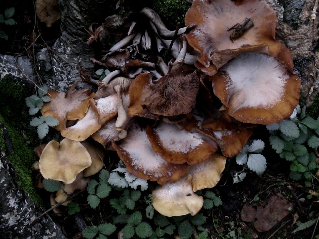 Armillaria mellea?